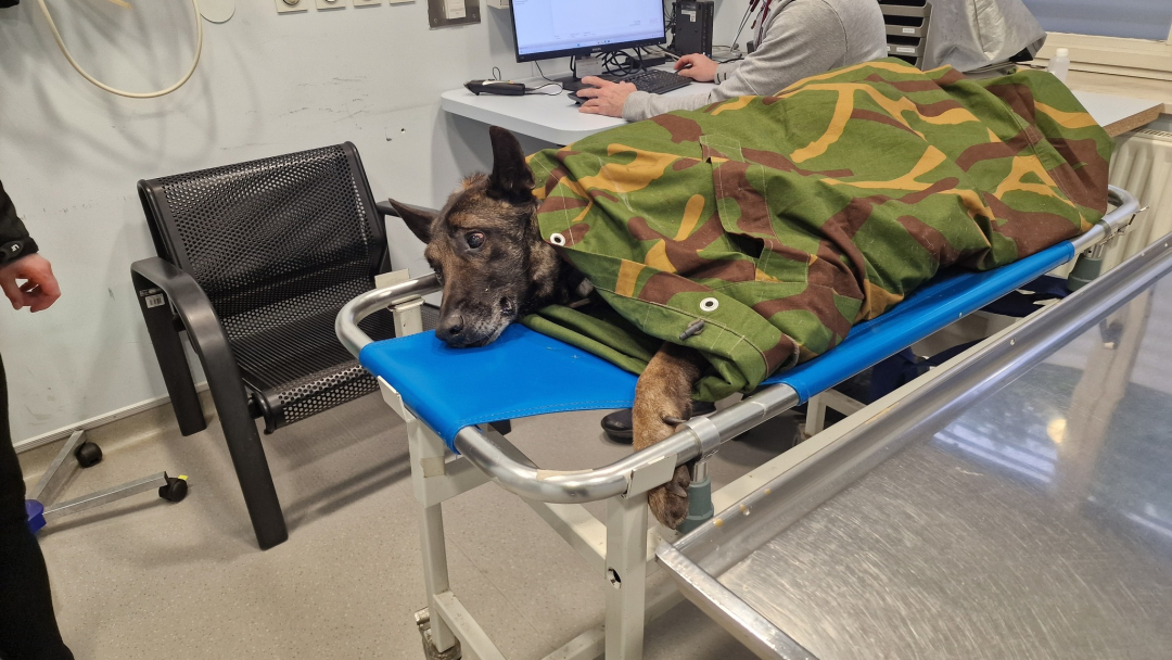 Rešen vojaški belgijski ovčar Lairy